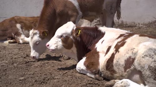 Dairy cattle in dairy farm 4K
