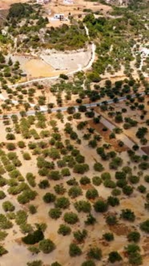 Vertical drone shot of traffic in middle of olive trees, sunny day in Greece