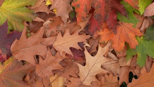 Colorful Display of Fallen Autumn Leaves in Detail