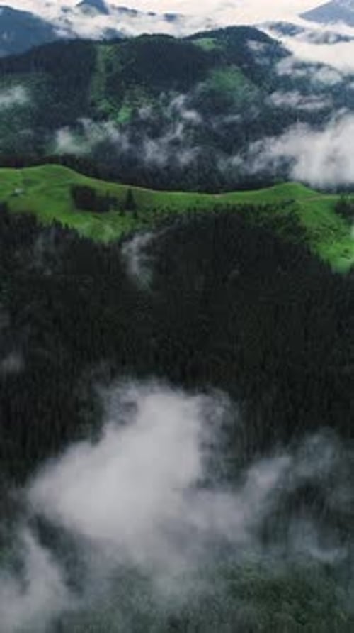 Vertical Screen Aerial Drone Footage Over Dense European Forest in Foggy Weather