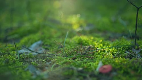 CloseUp of Greenery in Sunlit Forest