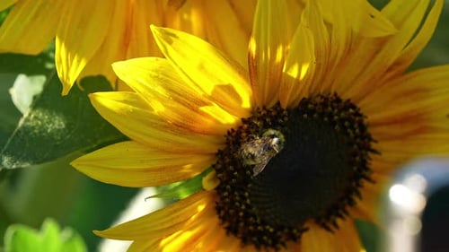 Bee Pollinating Yellow Sunflower in Summer