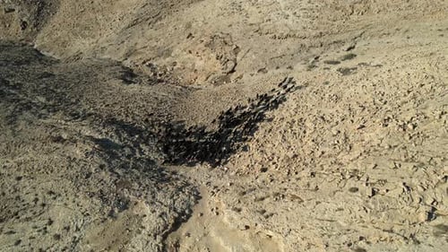 Aerial video of a flock of sheep in the Judean Desert mountains, Israel