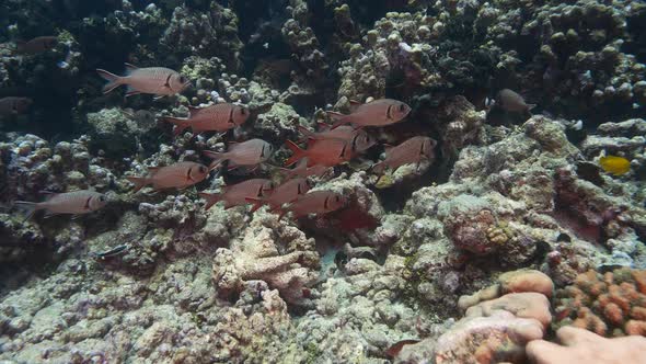 Group of red soldier fish on y colorful coral reef in crystal clear ...