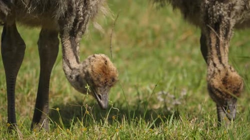 Nahaufnahme von Straußenbabys, die mit ihren Schnäbeln im Gras picken.