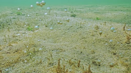 Une grande colonie de microalgues libère de minuscules bulles de gaz dans l'eau de mer, qui deviennent argentées au soleil du soir