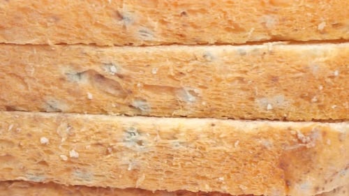 Brown Bread with Mildew