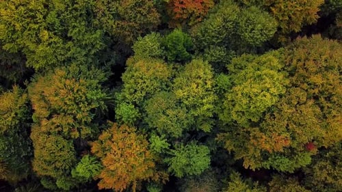 Aerial Drone View Autumn Color Forrest, Revealing Fjeld Tunturi Mountains, on a Sunny and Rainy Fall