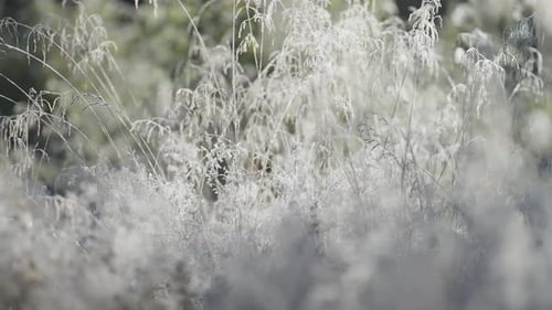 Delicate hoarfrost on the fragile dry grass. Close-up parallax video. Bokeh background.