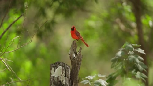 A vibrant red Northern Cardinal perched on a tree stump in a lush green forest