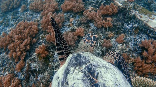 Beautiful Nature Wildlife Sea Turtle Swim in Blue Water Ocean Reef