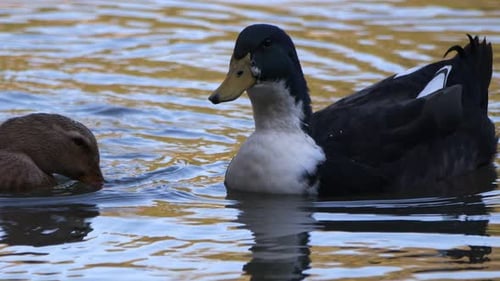 Animaux : Oiseaux, Canards dans la nature (7)