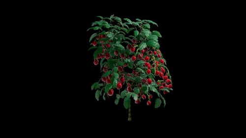 Tomate Red Rotkehlchen, eine im Sommerwind wiegende Pflanze, realistische Animation