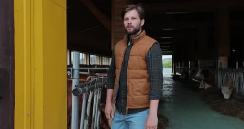 Farmer in Barn with Cows Looks at Camera