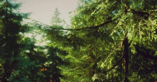 Vibrant Green Forest Canopy Under Bright Sunlight in a Tranquil Setting