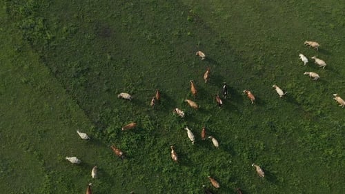 Aerial View of Herd of Cows on Grazing