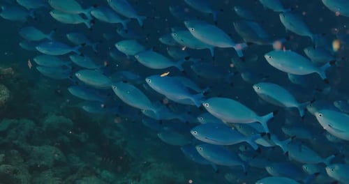 Des bancs de poissons nagent sous l'eau au crépuscule. Récif corallien aux Maldives