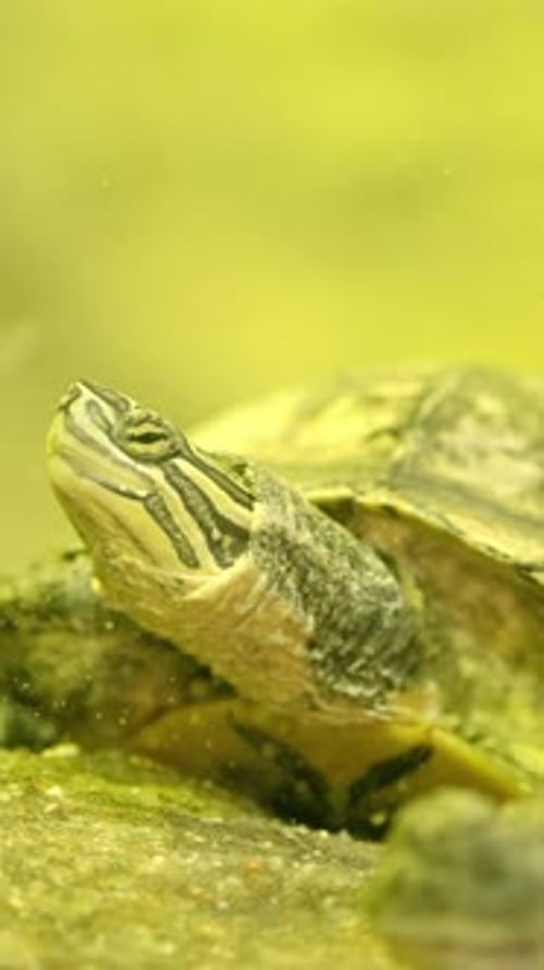 Tortue étirant son cou hors de l'eau près d'un crocodile