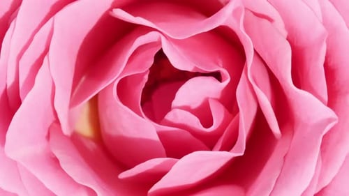 Macro Shot of a Beautiful Pink Rose