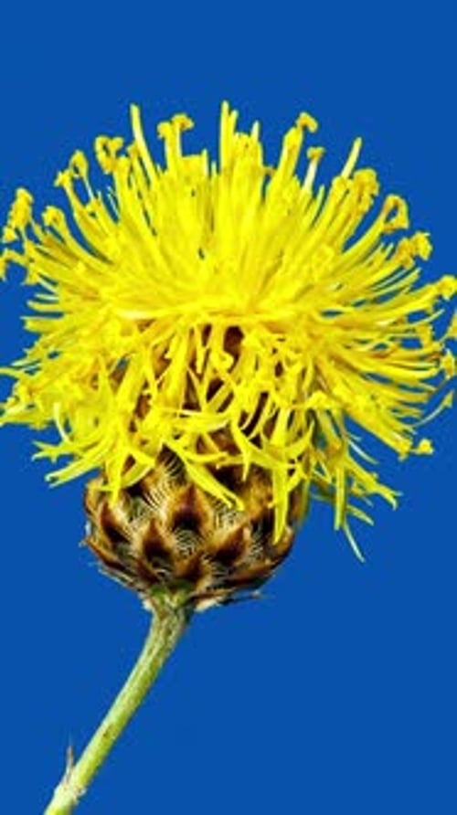 Gelbe Blume Centaurea Macrocephala blüht im Zeitraffer auf blauem Hintergrund. Kornblume