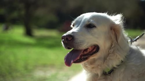 Portrait of Happy Pet Dog Golden Retriever Outside in Public Park During Summer