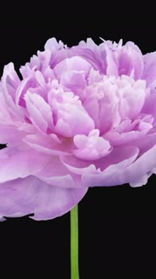 Blooming Pink Flower Against Black Background