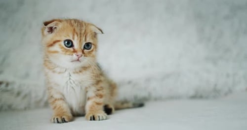 Tiny Tabby Kitten Sitting on White Blanket
