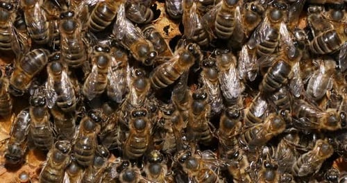 European Honey Bee, apis mellifera, Black Bees working on Bee Brood, Bee Hive in Normandy in France