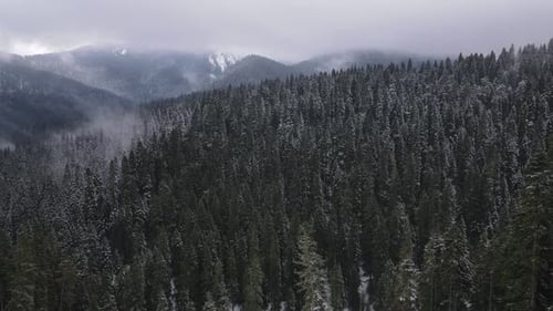 Snowy Coniferous Jungle