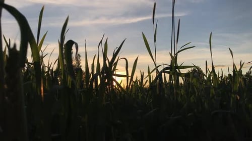 Grass And Sun