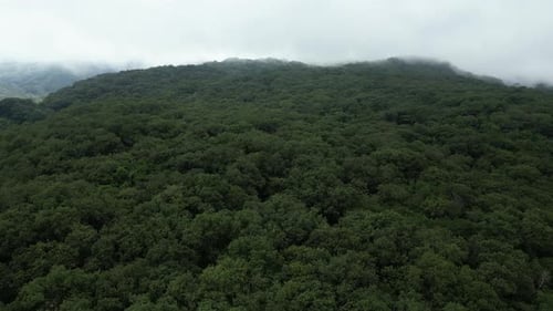 Flight over the forest at dawn on a cloudy day with foggy weather, landscape in the forest, feeling