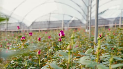 rose industry in ecuador in nature