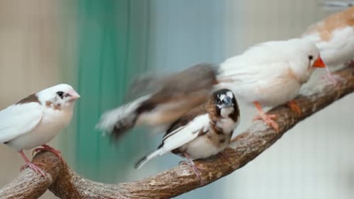 La sociedad y los pinzones cebra australianos posados juntos en un bosque del parque de aves de Osan en Osan, Corea del Sur
