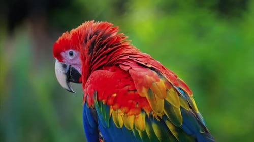 Nahaufnahme eines roten Ara-Vogels auf verschwommenem Hintergrund