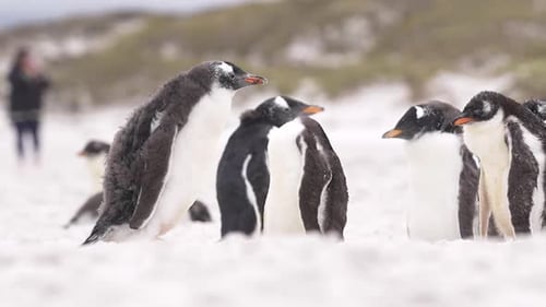 Gentoo Penguins on Beach Cinematic Slow Motion Molting Feathers Walks in Strong Windstorm Huddle Tog