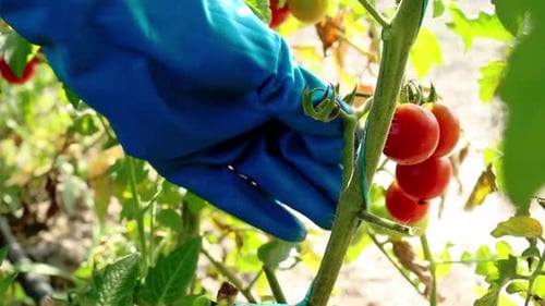 Farmer's hands plucks ripe cherry tomatoes from the bush. Harvesting. Red cherry tomatoes