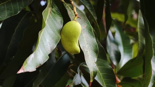 Close up of growing mango pods between green leaves during windy day in Vietnam. Organic asian fruit