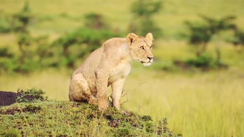Slow Motion Shot of Beautiful female lioness on top of termite mound hill observing surrounding area