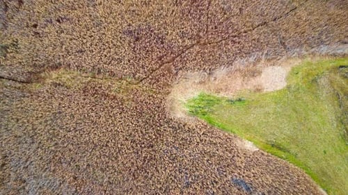 Aerial View of Reeds and Green Landscape