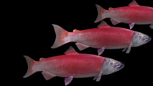 Red Sockeye Salmon - Group of 3 Fishes - Swim Transition - Side Close Up View - Alpha Channel