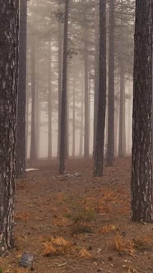 Vertical Video Misty Forest Flight Between Trees in the Foggy Forest