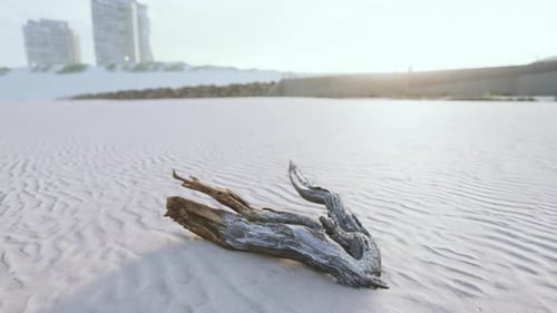 Piece of an Old Root is Lying in the Sand of the Beach