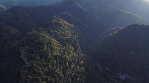 Cinematic aerial shot of a lush forest with morning mist and sun rays, Europe