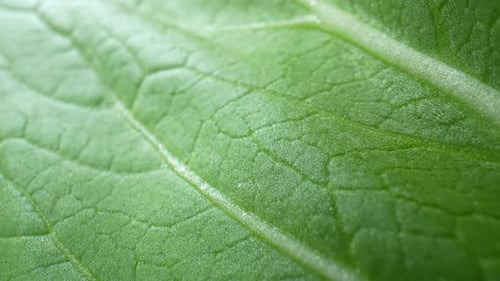 A fresh green leaves (Bok choy leaves) in macro video.
