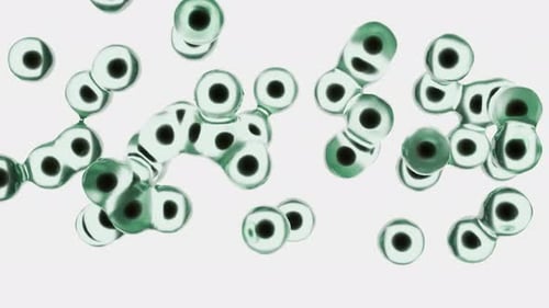 Microscopic Light Green Cells Move In A Loop Against White Background