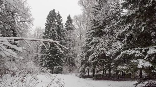 Schnee, der auf die Äste der Bäume fällt