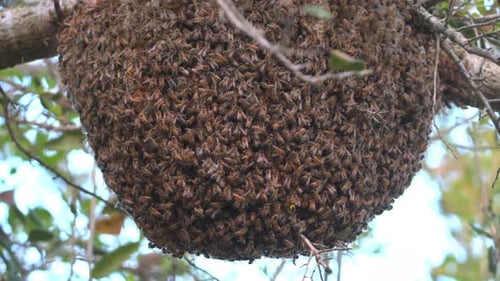 Natural honey beehive on tree branch with swarms of bees. Locked down shot