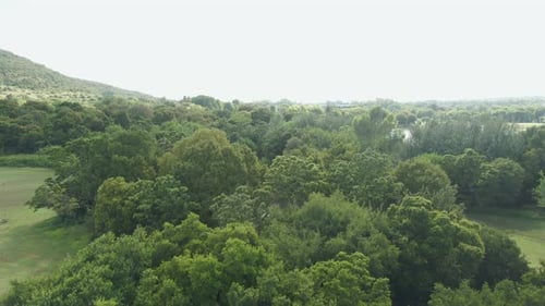 Drone footage desending into trees from water