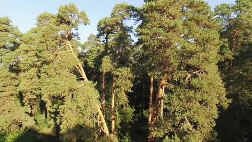 La caméra s'élève au-dessus d'une forêt de pins, quadricoptère