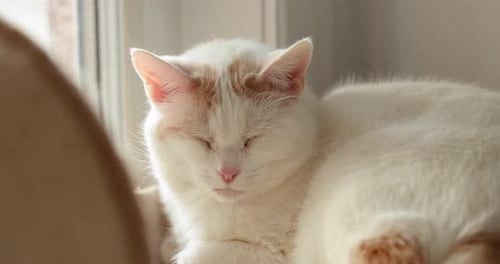 Fluffy White Cat Napping Indoors in Sunlight